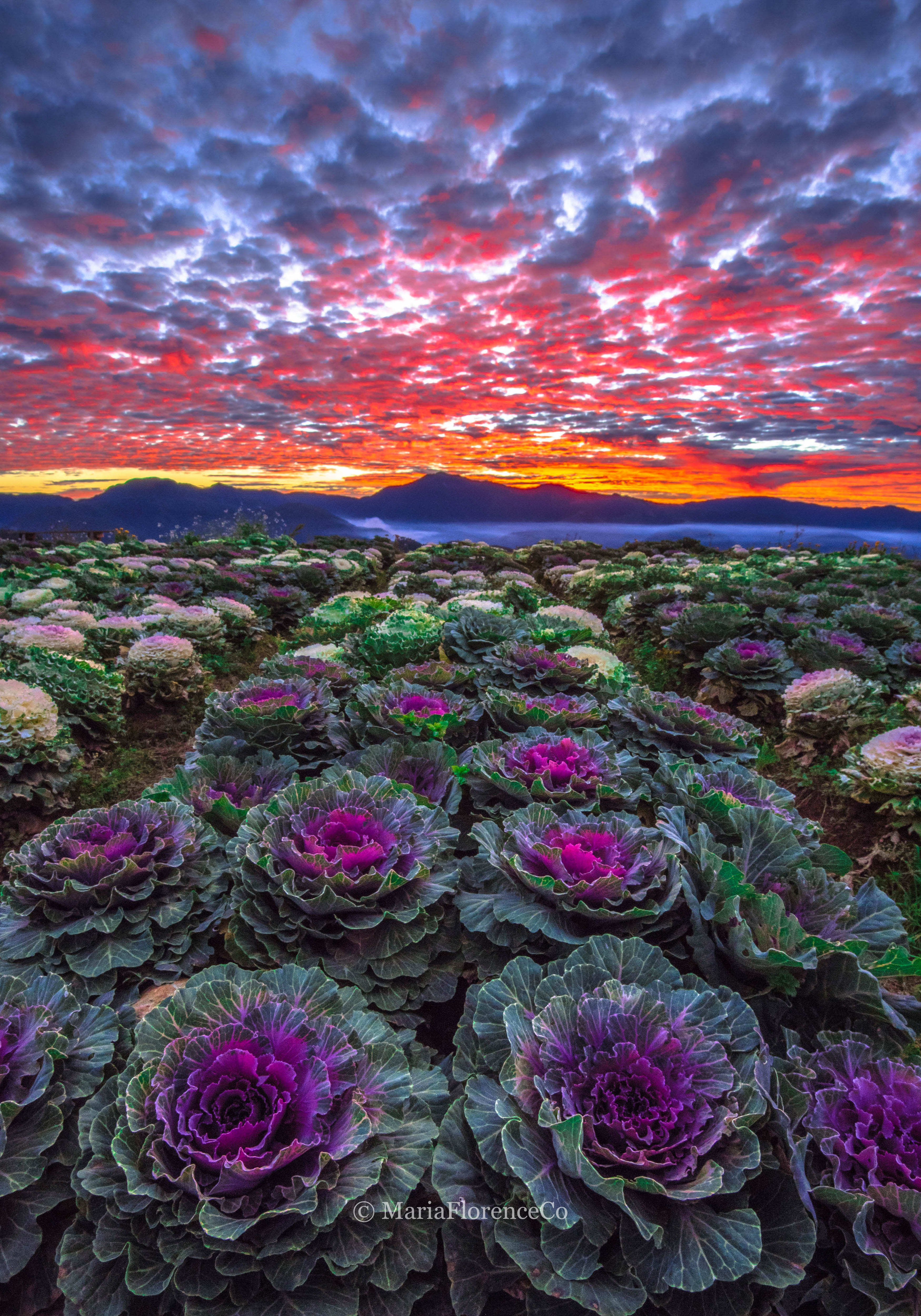 NORTHERN BLOSSOM FLOWER FARM - Image 3